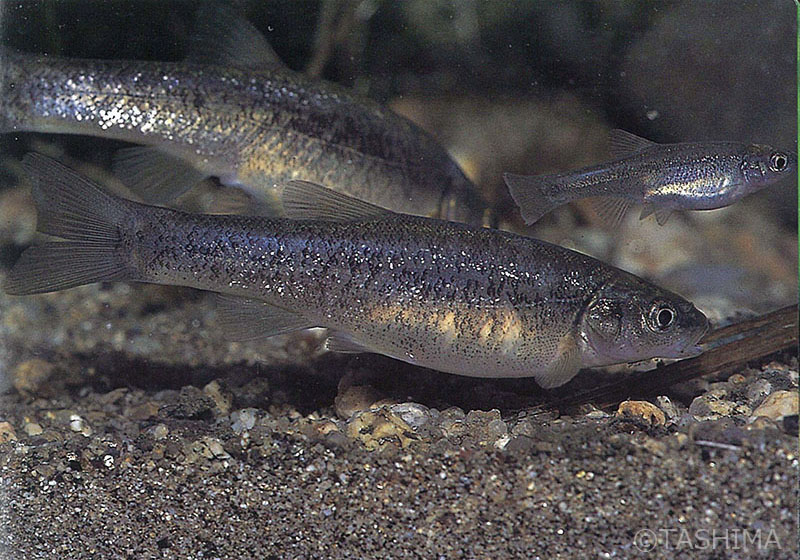 淡水魚詳細 佐賀の自然デジタル大百科事典