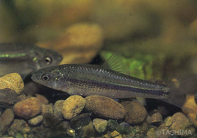 淡水魚詳細 佐賀の自然デジタル大百科事典