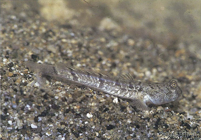 淡水魚詳細 佐賀の自然デジタル大百科事典